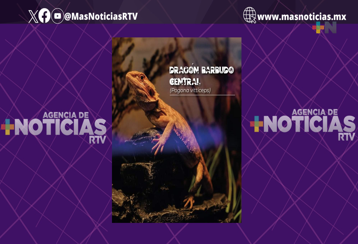 El Dragón Barbudo Central se presenta en área de nuevas especies del Aquarium de Veracruz